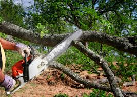 Best Tree Mulching  in Wink, TX